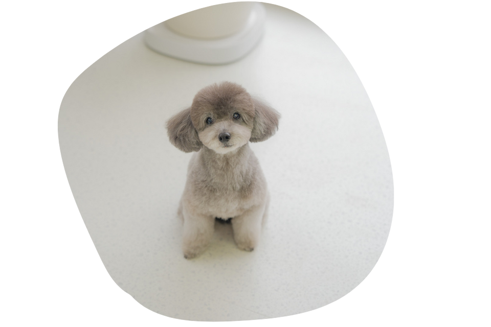 ケージフリーで店内でのびのびお迎えを待ちます