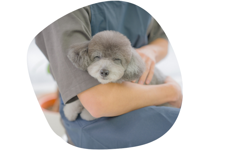 トリマーとのびのびお迎えを待ちます