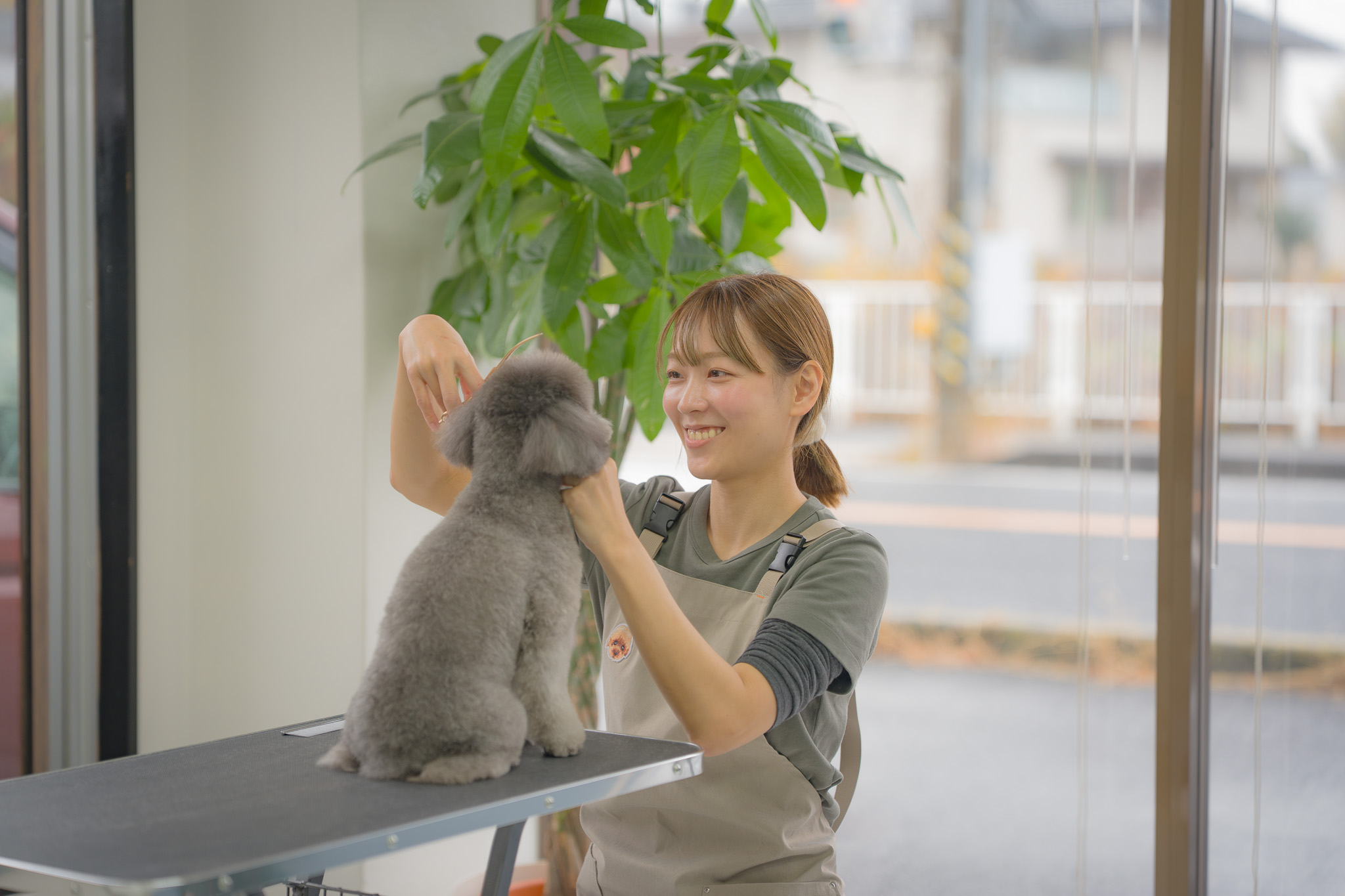平塚市豊田本郷のトリミングサロンDog care salon Harunohiオーナートリマー秋本 彩乃