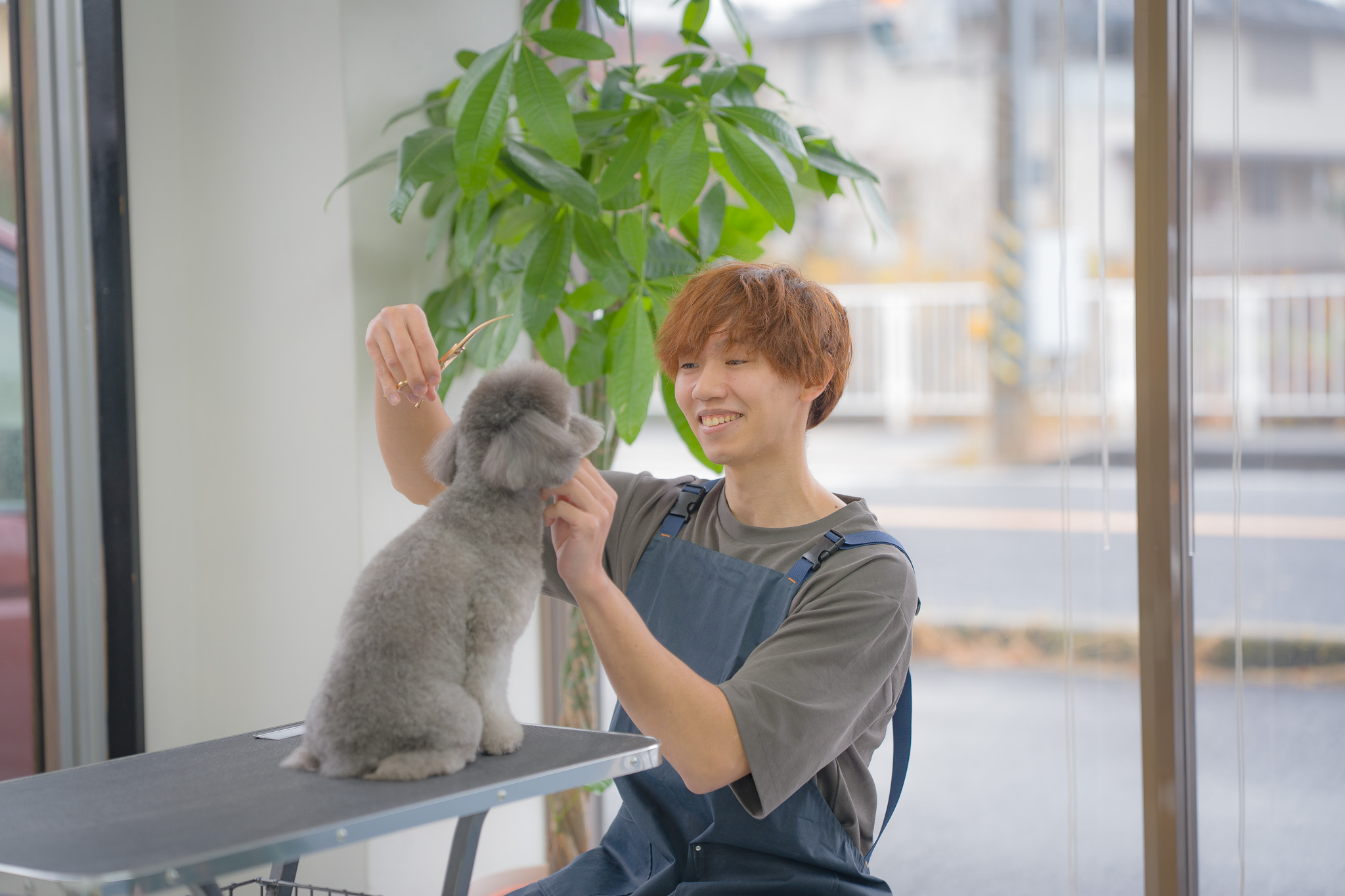 平塚市豊田本郷のトリミングサロンDog care salon Harunohiオーナートリマー秋本 雅貴